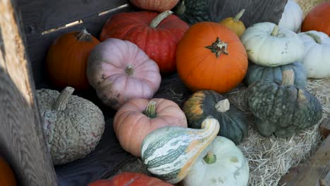 temporada de otoño - coloridas calabazas y calabazas decorativas en exhibición, panorámica
