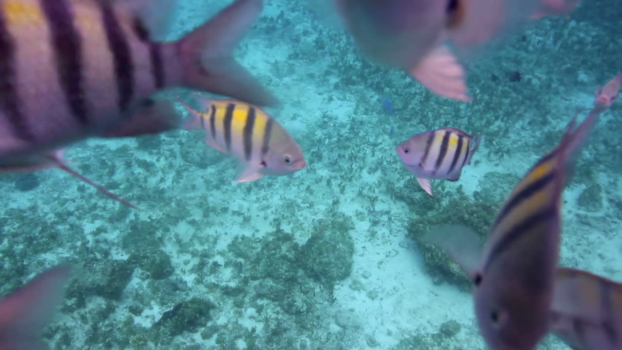 Underwater scene with various fish species