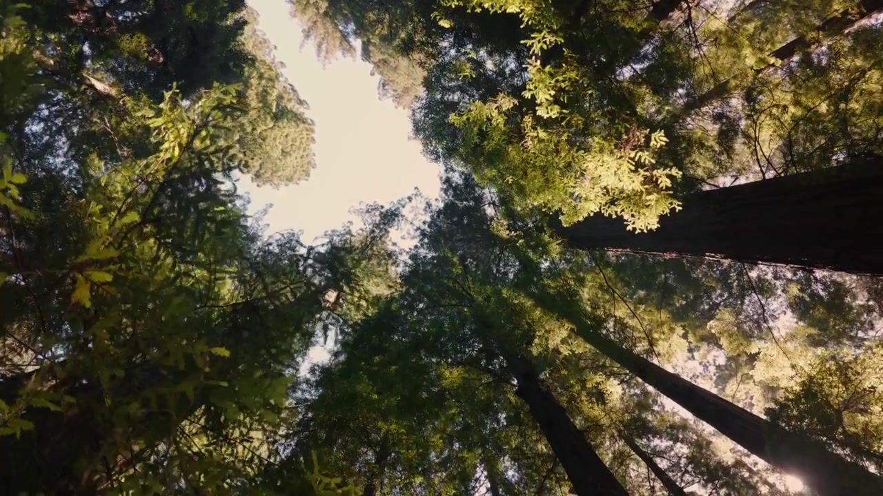 Sequoie in luce maestosa, vista dal basso della volta forestale al rallentatore