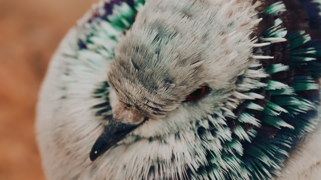 Close up o fa fluffy pigeon perched on a warm colored rock near the sea