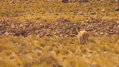 a vicuna wandering around in chile, in the highlands around san pedro