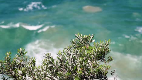 plant on coast with waves crashing behind