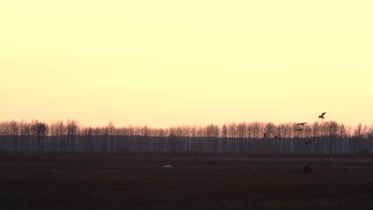 거위 떼가 해질녘에 들판에 내려앉고 있다