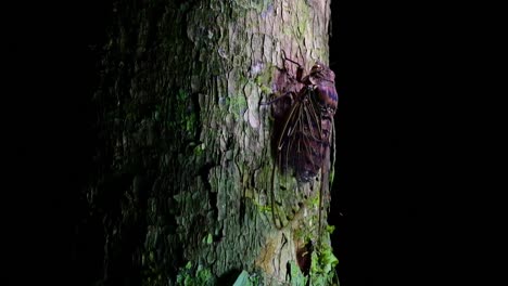 Diese-Riesige-Zikade,-Die-Nachts-Auf-Einen-Baum-Klettert,-Megapomponia-Intermedia,-Gefunden-Im-Dschungel-Von-Thailand