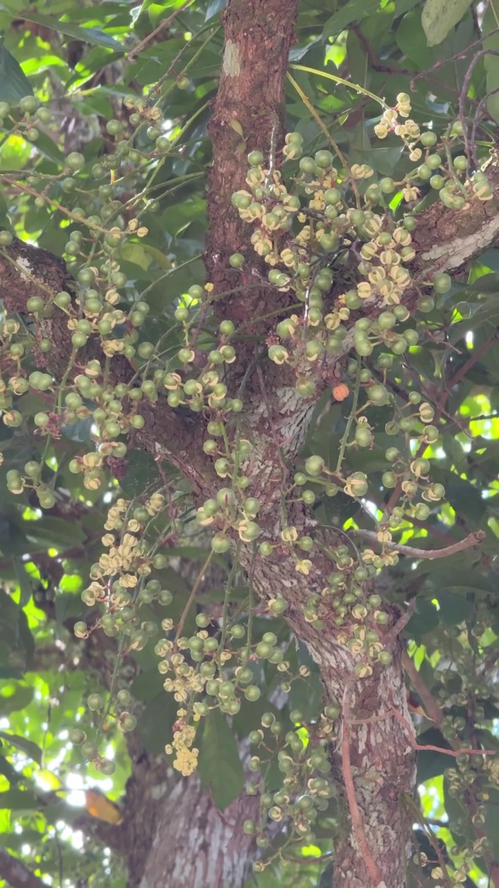 Primo piano di grappoli di frutti verdi che crescono sul tronco di un albero.