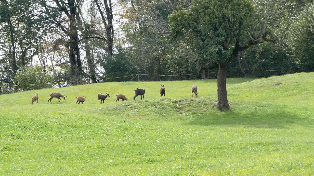 골프 잔디에서 방황하는 섀미 가죽 산양의 드문 목격