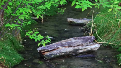 Slow-woodland-stream-in-southwest-wetlands