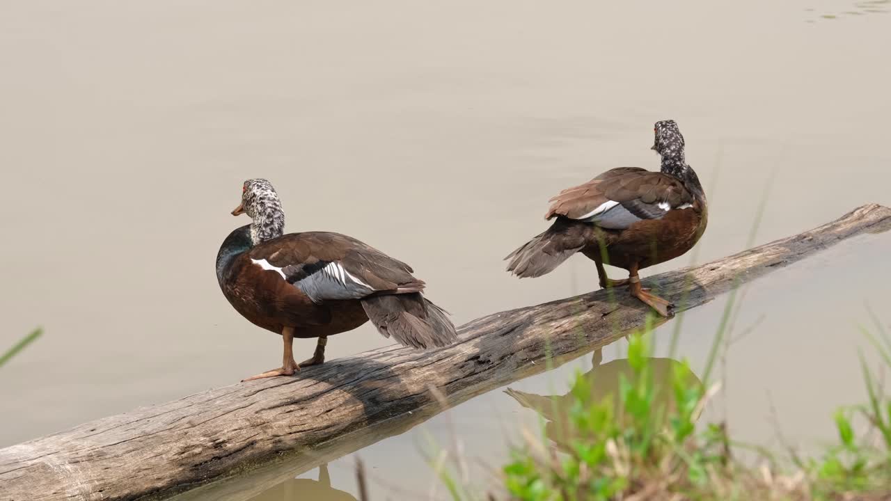 Back-to-back standing on a log as one pushes its head forward and turns around then the other poops, White-winged Duck Asarcornis scutulata, Thailand
