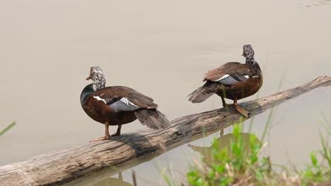 espalda a espalda de pie en un tronco mientras uno empuja su cabeza hacia adelante y se da la vuelta entonces el otro hace caca, pato de alas blancas asarcornis scutulata, tailandia