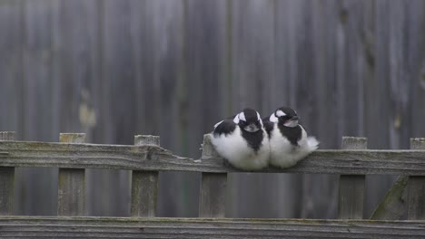 Two-Sleepy-Magpie-lark-Mudlark-Juveniles-Perched-On-Fence-Trellis-Windy-Australia-Maffra-Gippsland-Victoria-Slow-Motion