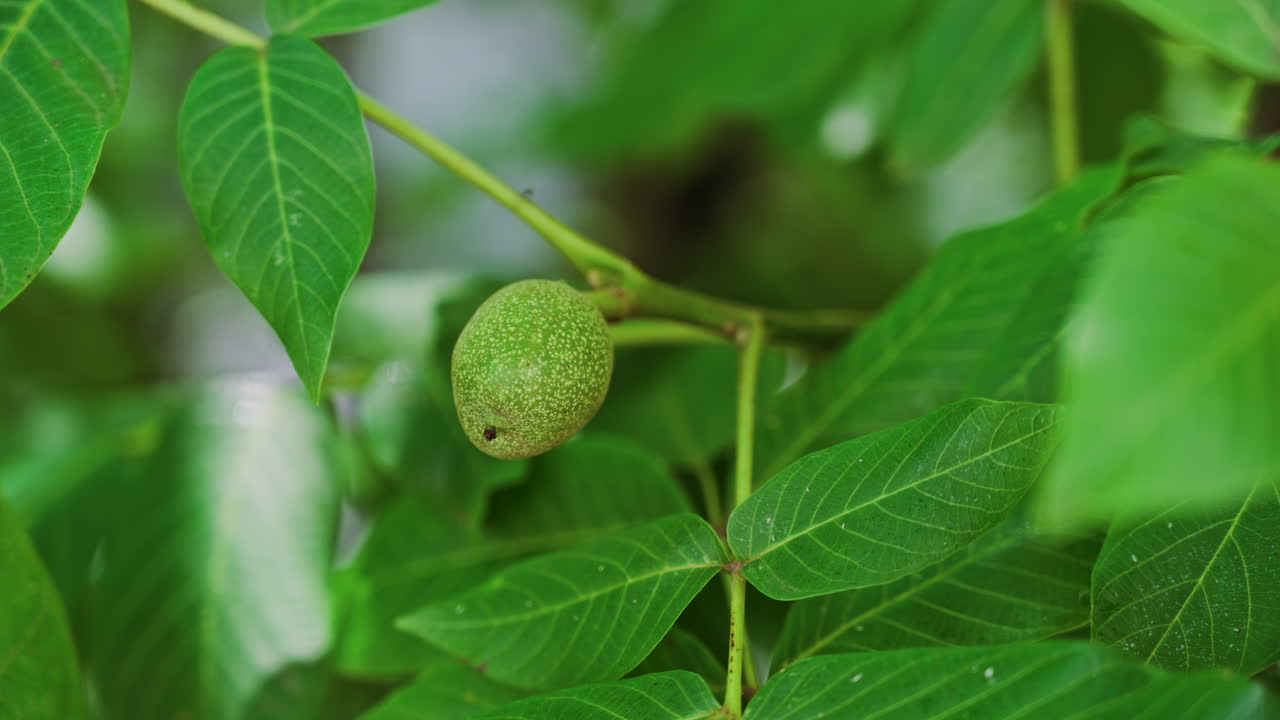 Close up of a green greek walnut surrounded by leaves on a tree