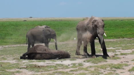 an elephant gives himself a dust bath while another sleeps