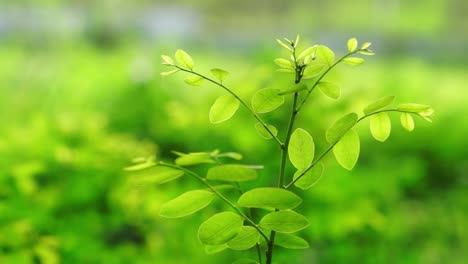 plantas con hojas verdes que soplan en el viento