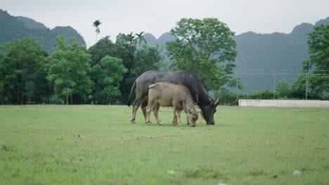 water buffalo and calf in a field