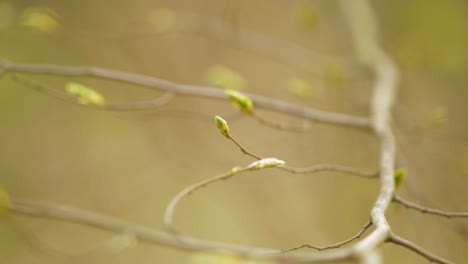 Brotes-Verdes-De-Un-árbol-Con-Ramas-Borrosas-En-El-Fondo-A-Través-De-La-Luz-Del-Día,-Disparo-De-Enfoque-Selectivo