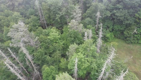 Aerial-of-Dead-Trees-through-the-Fog-along-Blue-Ridge-Mountains-near-boone-and-blowing-rock-nc,-north-carolina,-dead-hemlocks