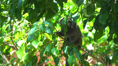 close up shot of a wild long tail monkey, common marmoset, callithrix jacchus climbing on a tree curiously wondering around its surroundings with dense green leaves in its natural habitat in daylight
