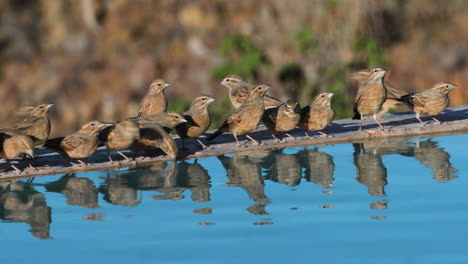 a flock of fawn-colored larks tightly packed at the rim of a swimming pool drinking during morning light