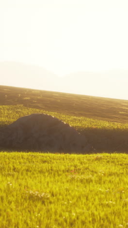 a beautiful field of grass at sunset