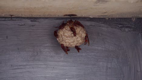 Group-of-wasps-on-the-nest