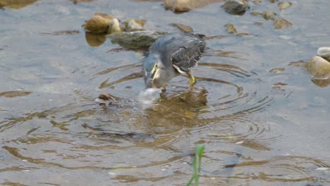 Emboscada-De-Garza-Estriada-O-Garza-De-Manglar,-Ataca,-Captura-Peces-Pequeños-Con-Pico-Largo-Y-Se-Traga-La-Presa-Inmediatamente-Pescando-En-Lagos-Poco-Profundos-O-En-Aguas-De-Estanques