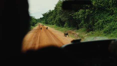 unidad de vehículo de safari en camino de tierra más allá de la tropa de babuinos, punto de vista a través del parabrisas