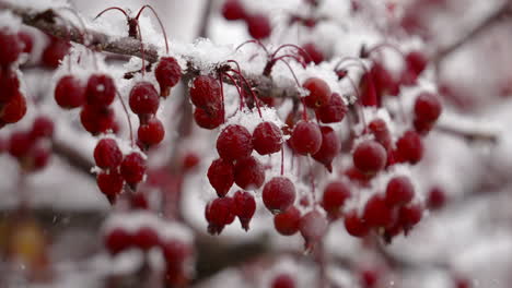 snow falling on red viburnum berries in late autumn