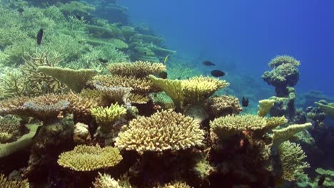 coral reef with table corals and hard corals in maldives