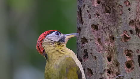 Laced-woodpecking-pecking-on-tree-trunk