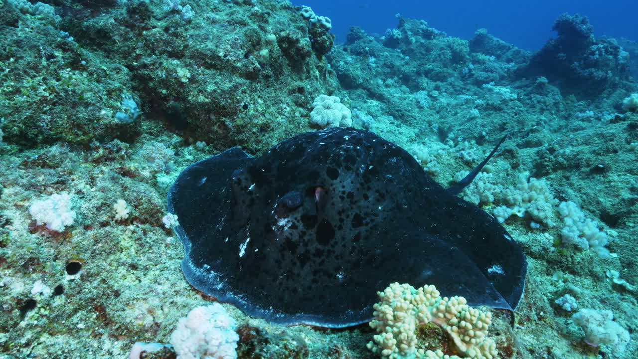 A magnificent Round Ribbontail Ray looks straight into the camera while lying calmly on the rocky ocean floor