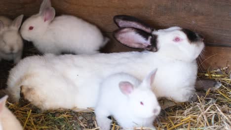 mother and baby rabbits are resting in a cage