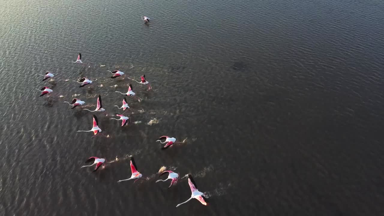 이탈리아 시칠리아의 벤디카리 자연 보호 구역에서 잔잔한 물을 헤치고 날아가는 분홍색 플라밍고 무리