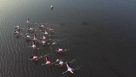 bandada de flamencos rosas vadeando y volando lejos de las tranquilas aguas en la reserva natural de vendicari en sicilia, italia
