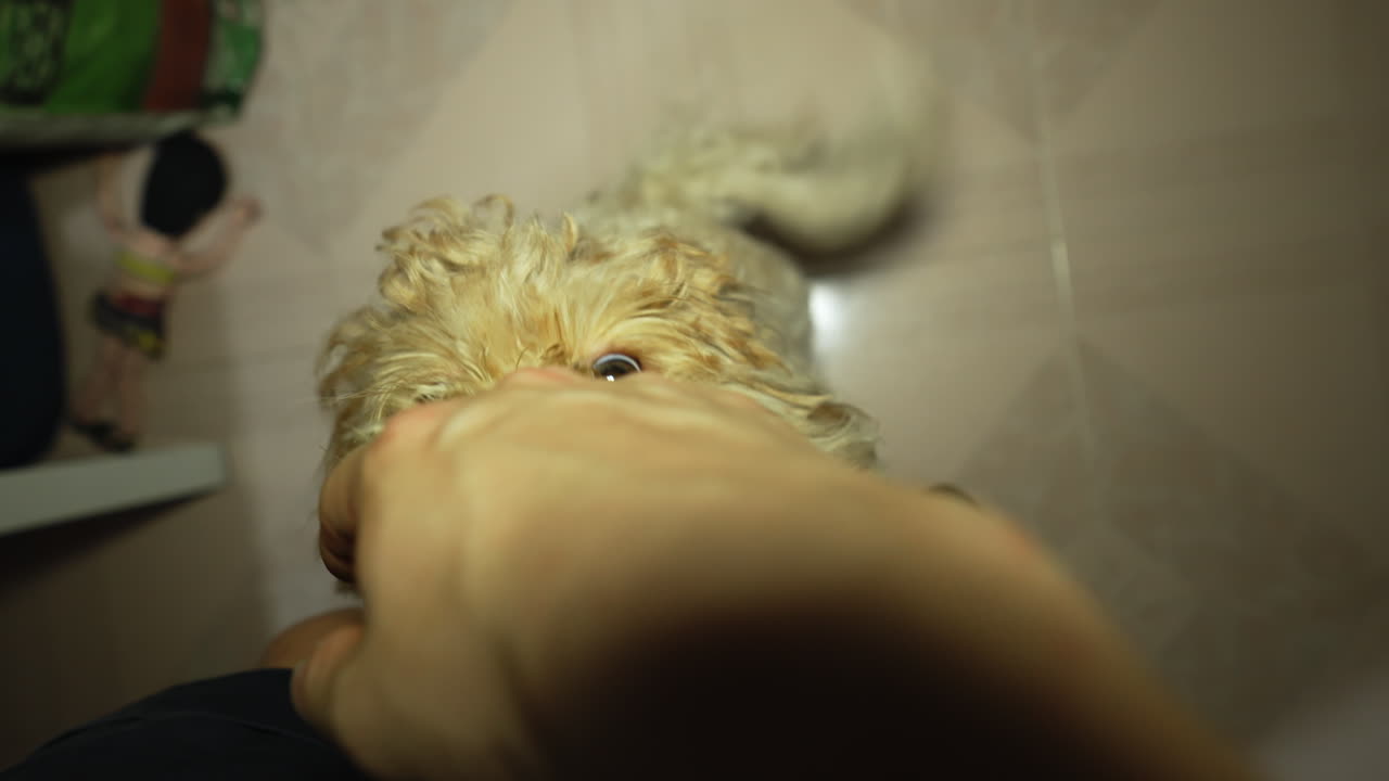 perro divertido se siente cómodo lamiendo la mano de su amo