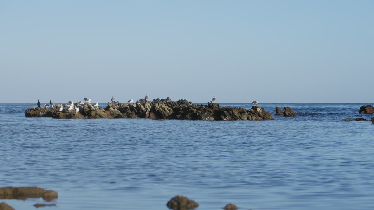Flock of seagulls on the rocks near the sea