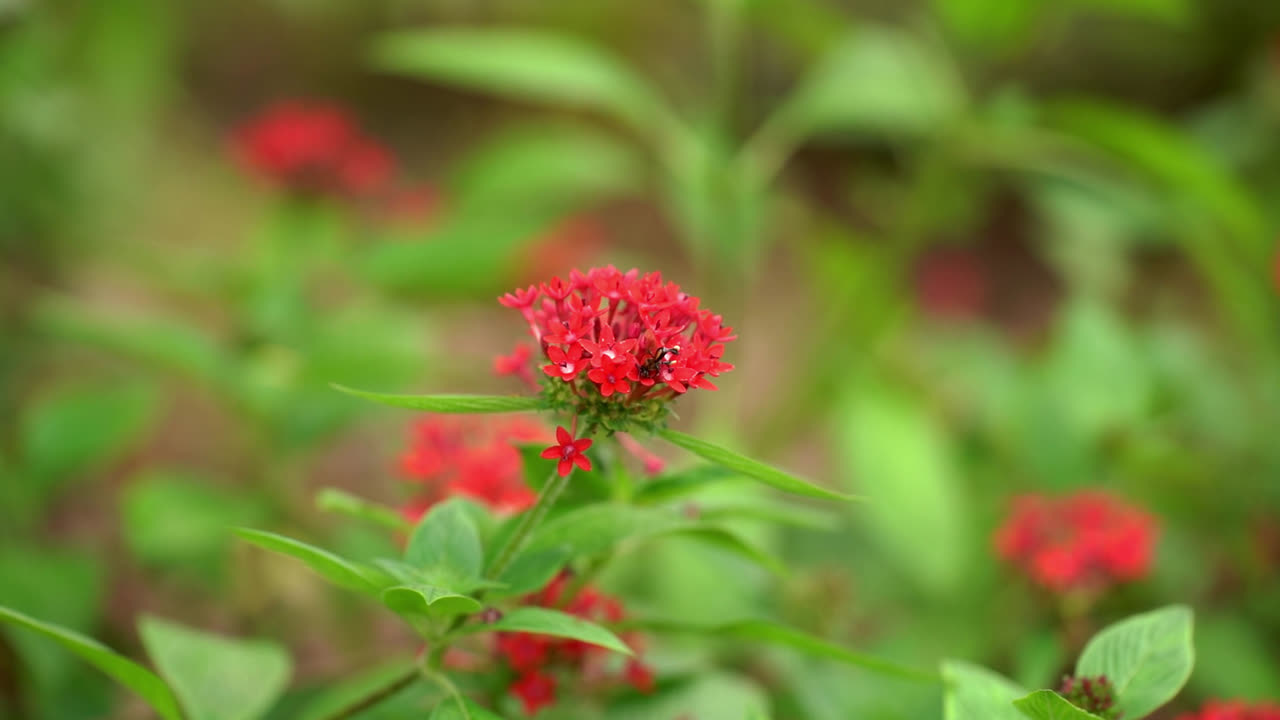 Una piccola ape senza pungiglione (Trigona) impollina un vivace grappolo di fiori Pentas rossi a forma di stella in un giardino tropicale.