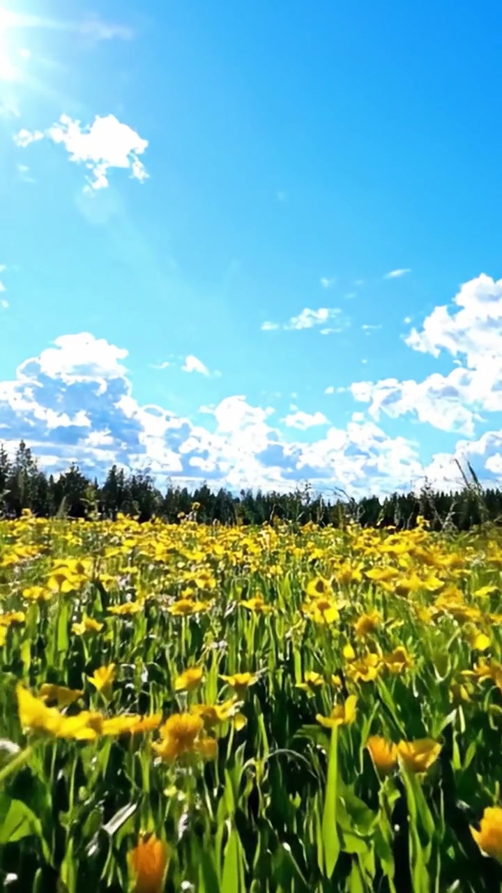 Vibranti fiori selvatici gialli danzano sotto un cielo azzurro brillante, mettendo in mostra la bellezza della natura in piena fioritura durante una giornata di sole con soffici nuvole bianche.
