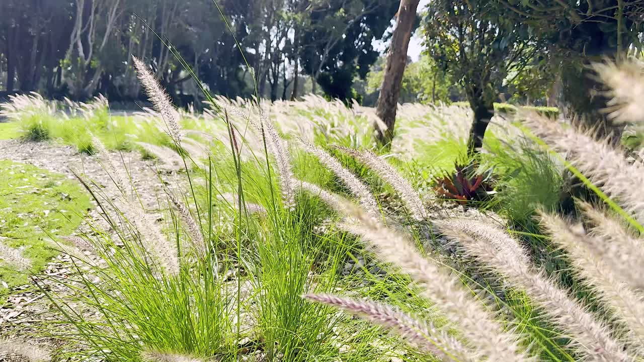 부드러운 바람이 조용한 환경에서 풀을 움직인다