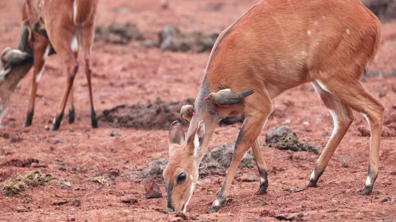primer plano de una hembra de bushbuck con un pico de buey en el cuello mientras se alimenta en el suelo