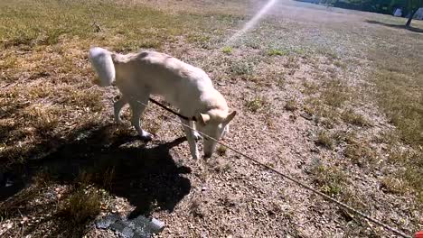 un perro adulto husky blanco enredado en una sanguijuela de perro en un día soleado cerca de un parque