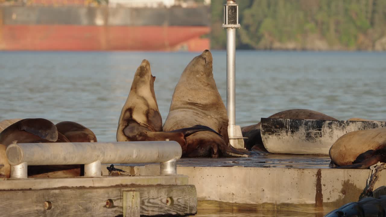 Sea lions bask on floating dock in autumn calm waters