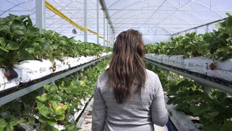 back of a woman walking on rows of cultivated growing fruit farm