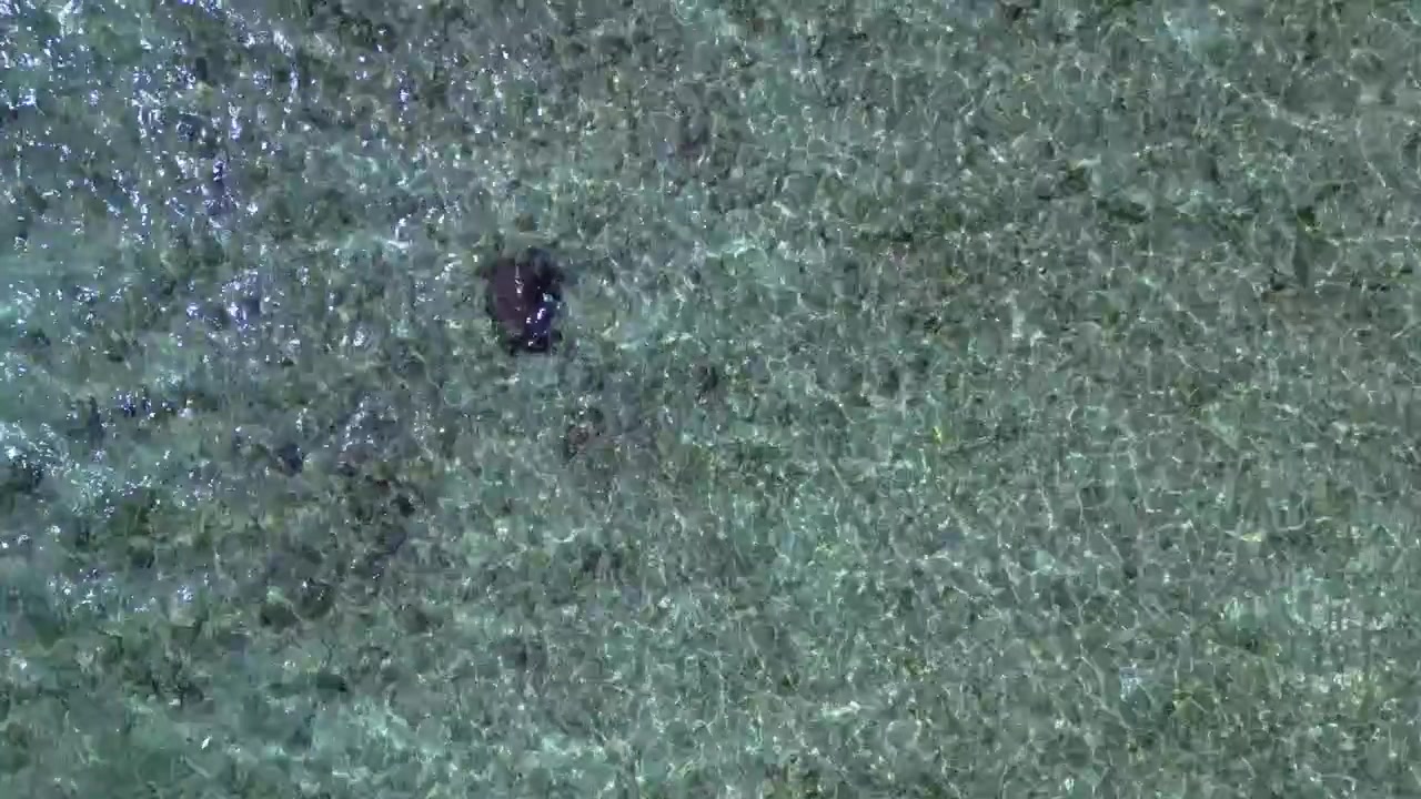 Vill grønn havskilpadde svømmer fritt i grunt, klart turkist havvann over en synlig havbunn, som representerer marint liv og bevaring. Dramatisk luftfoto med nedadgående drone