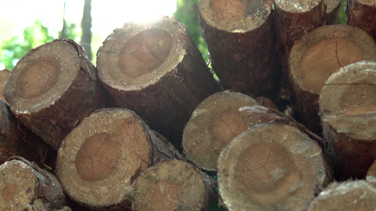Blurry Sunlight Background On A Tree Logs Stacked Up On Top Of Each Other In A Pile During Winter In Koleczkowo, Poland. - Tilt-Down Shot