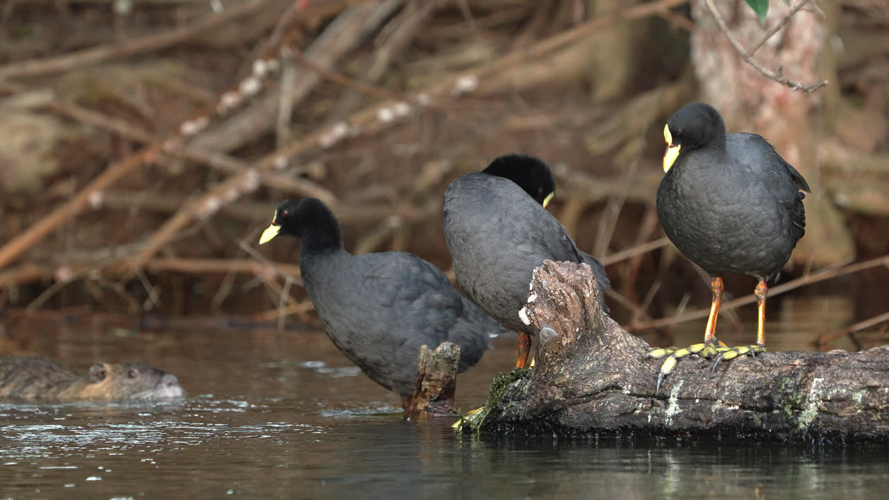 Group of Red-gartered Coots on the lake shore with a coipo behind
