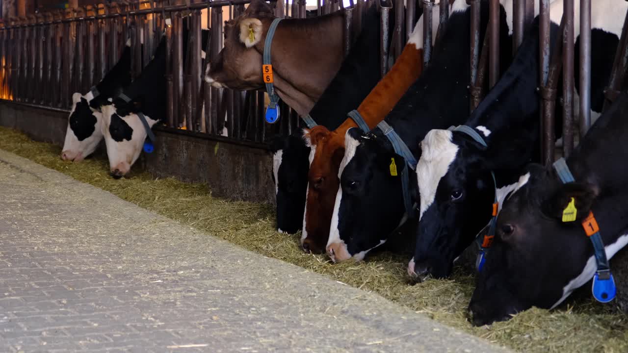 Image of cows eating hay in the barn