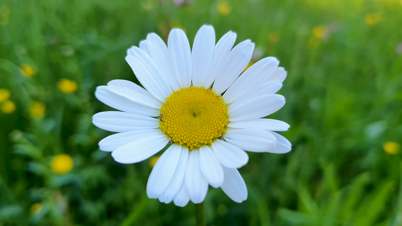 Closeup and focused view of a Leucanthemum lightly fluttering in a gentle breeze