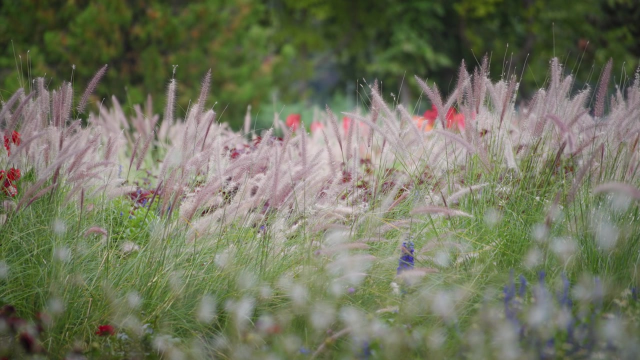 Prachtig uitzicht op bruine grasbloemen
