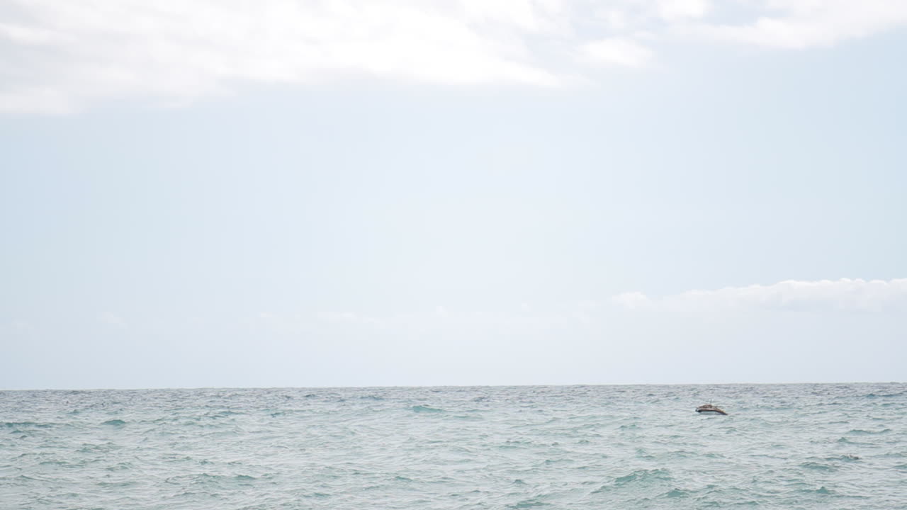 바다 에서 수영 하는 돌고래