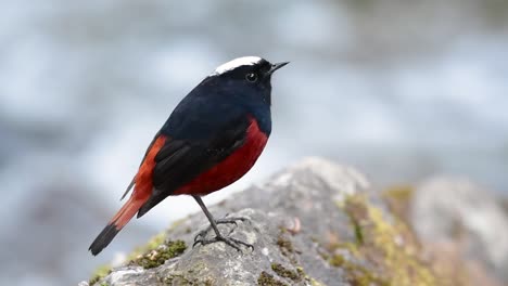 the white-capped redstart is known for its white lovely crown, dark blue-blackish wings and brown under feathers and its tail starts with red